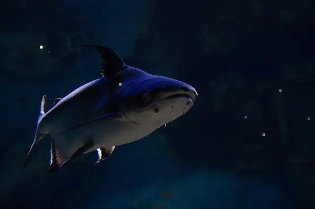 Акулий сом: Смешал в себе черты от акулы и сома, вымахал до 3 метров и кошмарит мутные реки Азии