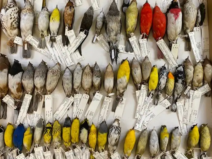 Животные стали уменьшаться в размерах. С чем это может быть связано?