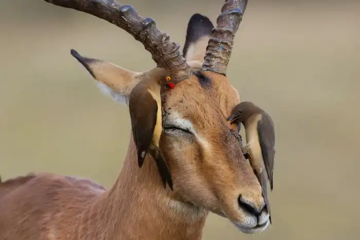 Волоклюй: Спасают от паразитов всех крупных животных в Африке. Однако жестко злоупотребляют полномочиями и лезут куда не надо