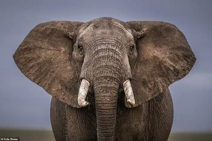 Фотограф застрял в Кении из-за пандемии, и делает удивительные фото животных