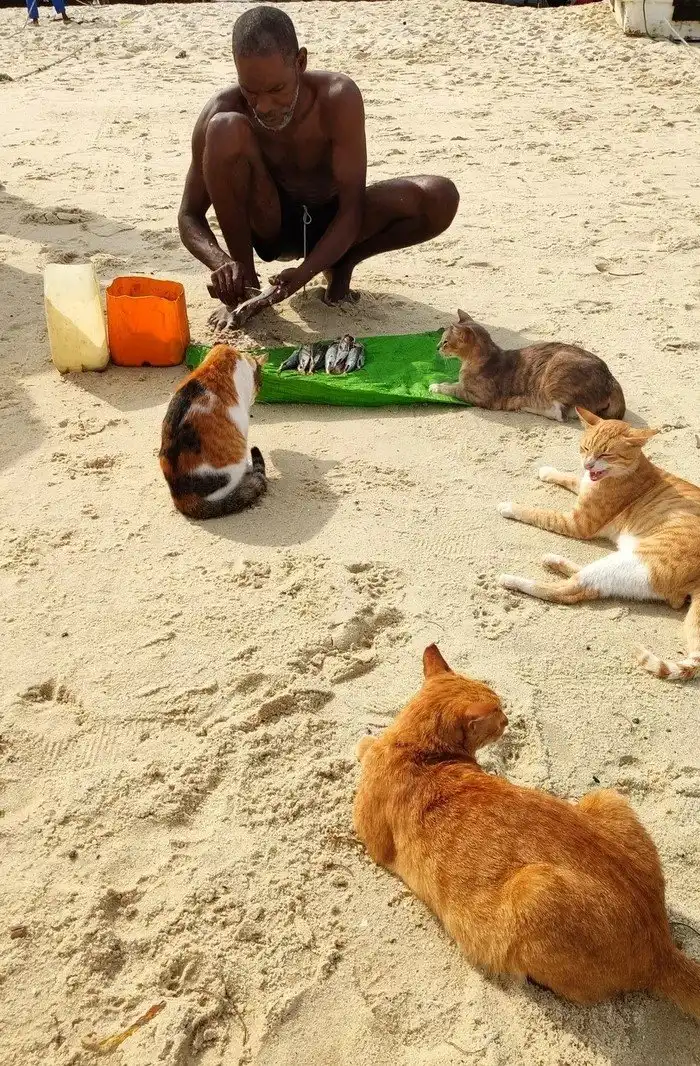 18 фотографий котиков и рыбов, глядя на которые так и хочется сказать «красивое»