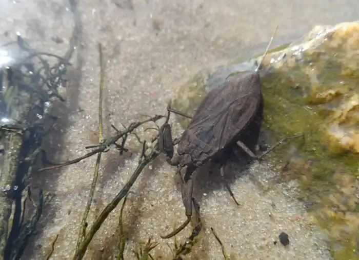 Водяной скорпион: Опасный житель наших водоёмов. Жалит больно, нападает внезапно, а ещё и летает оказывается
