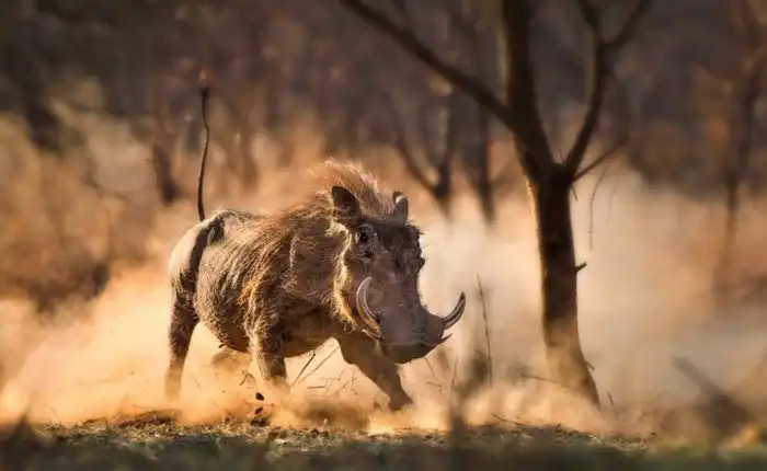 Бородавочник: Полная противоположенность своего образа из «Короля Льва». Поджарый, стройный и брутальный перец