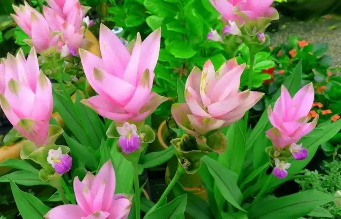 Как оно цветет: 20 продуктов питания, которые пока еще нельзя есть