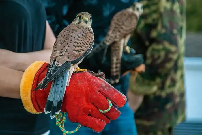 Обыкновенная пустельга: Зрение в ультрафиолете и «вертолёт» в воздухе. Как охотится сокол?