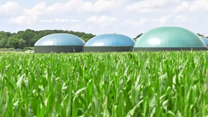 Посуда из риса, клоны растений и другие примеры современных биотехнологий