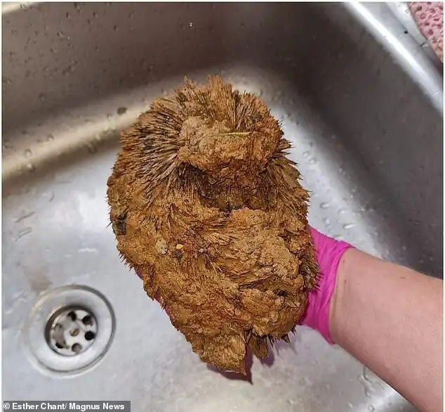 На стройке нашли зверька, который был полностью покрыт глиной