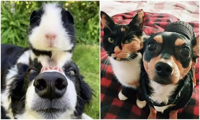 Братья от разных мам: 20+ животных, очень похожих друг на друга