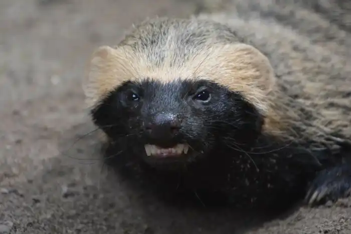 Гризон: Закос под Медоеда из Южной Америки. Шальные звери создают ОПГ и грабят фермеров