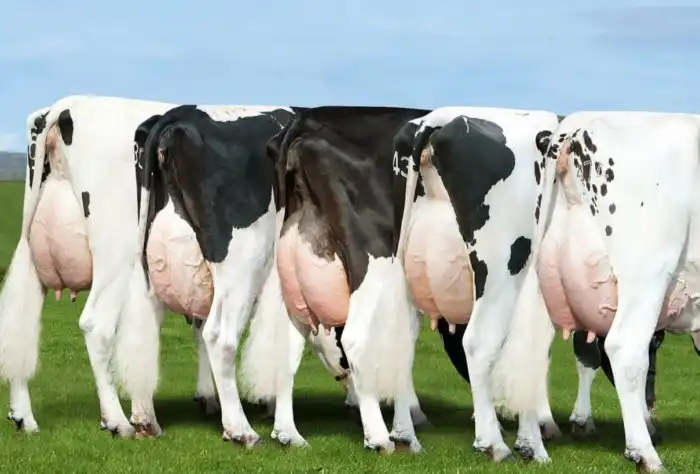 Голштин: Вот почему мы представляем любую корову чёрно-белой. Самая популярная и эффективная порода коров