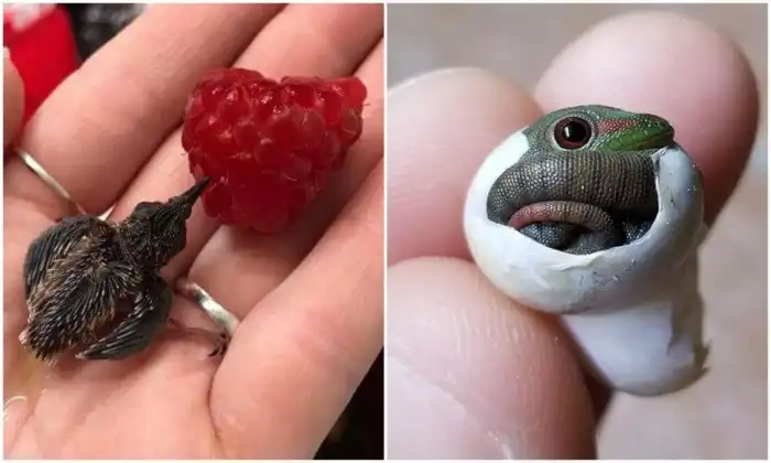 Какие крохи! 20+ необычных животных размером с палец