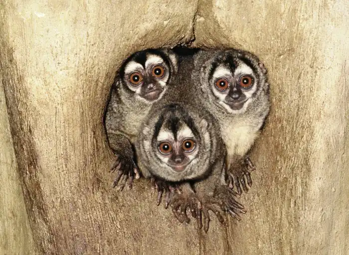 Мирикина: Живут в дуплах и орут как совы. Ночные приматы со скверными процедурами метки территории