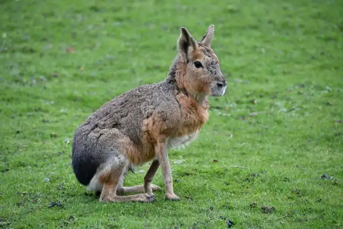 Мара: Кража молока! Детёныши, которые обманывают чужих мам, и вонючие ритуалы огромного грызуна