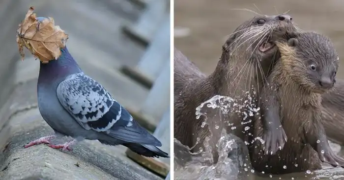 Самый смешной конкурс фотографов-анималистов объявил победителей