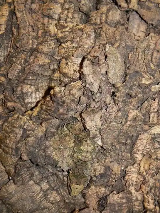 25 природных мастеров максировки: их найдут только самые внимательные