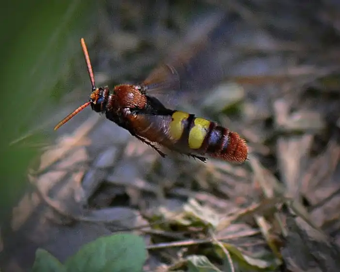 Гигантская сколия: Самая большая оса наших широт. Стоит ли её бояться, и если да, то кому?