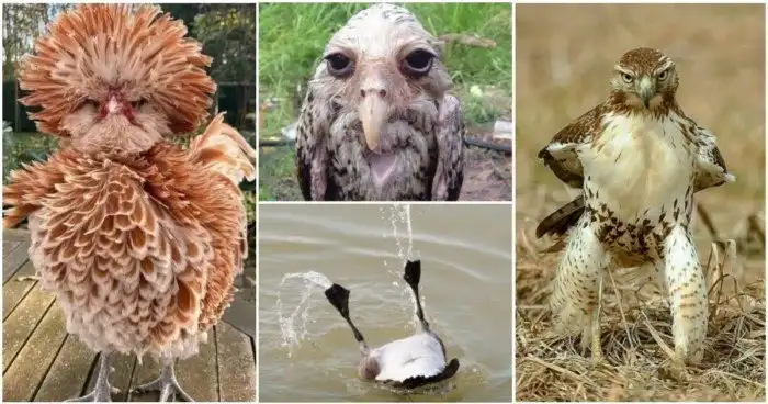 25 харизматичных птиц, познавших эту жизнь