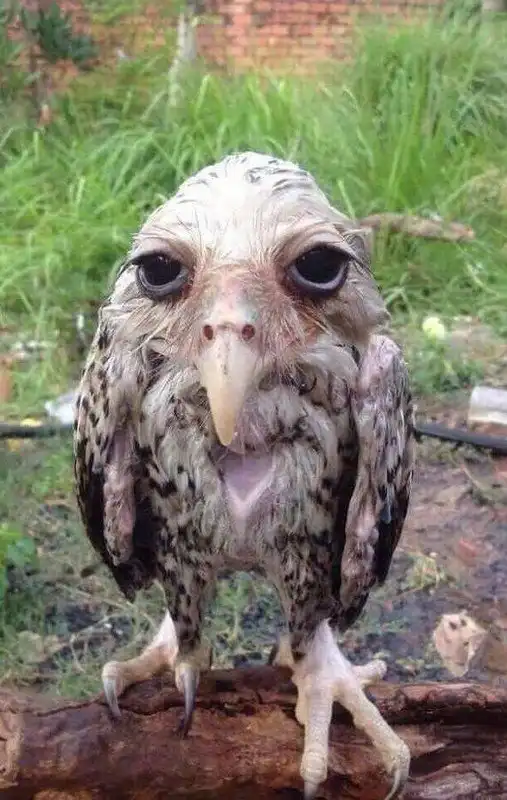 25 харизматичных птиц, познавших эту жизнь