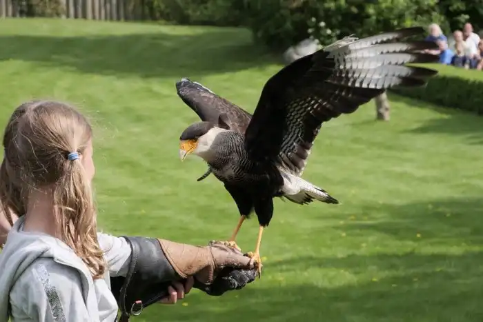 Каракара: Ей выгодны лесные пожары и автомобильные дороги. Хищник, чья численность только возросла из-за человека