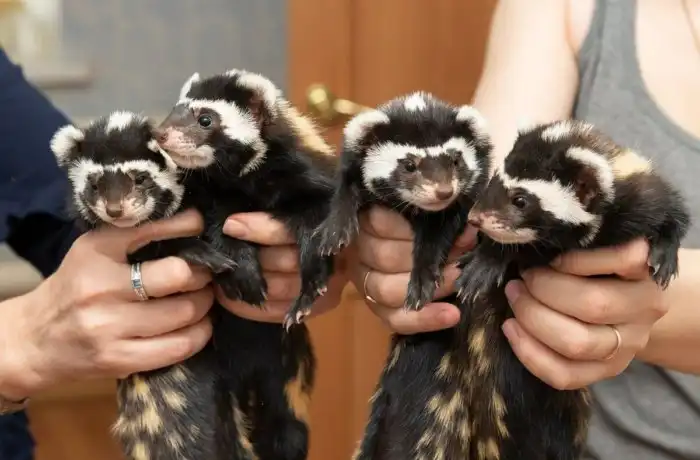 Перевязка: «Чебурашка» из наших степей. Червеобразный хищник работает на пару с лисой!