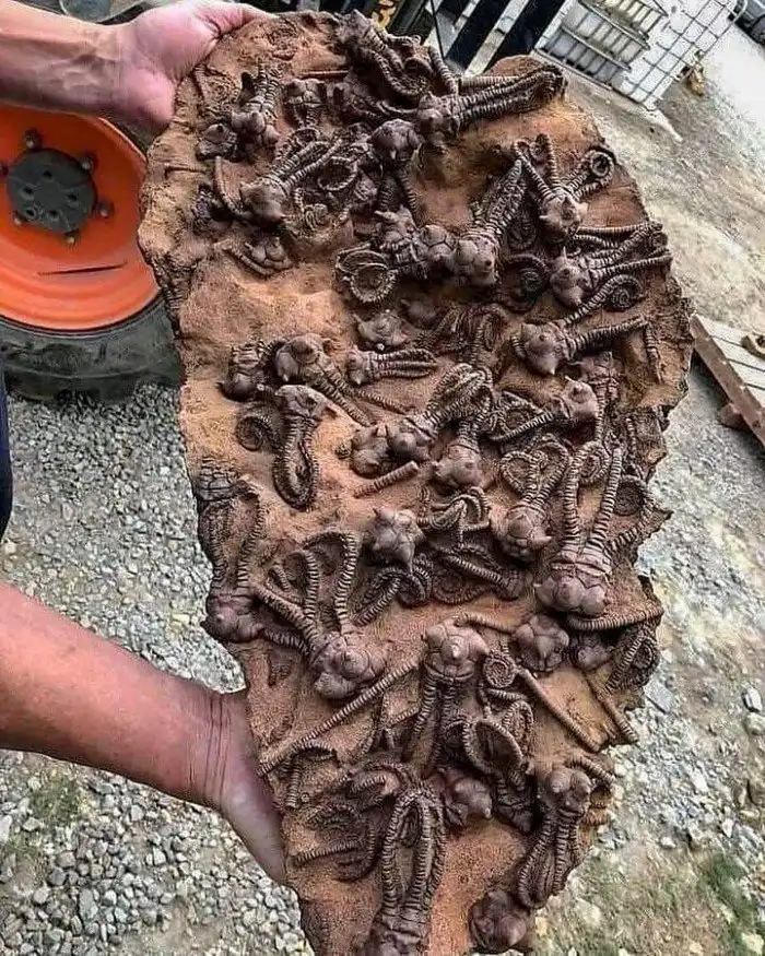 С миру по нитке: 25 интересных фотографий обо всем на свете