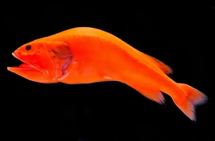 Китовидка: 3 разных рыбы, ставшие одной рыбой. «Безумие для биолога» из тёмных глубин океана