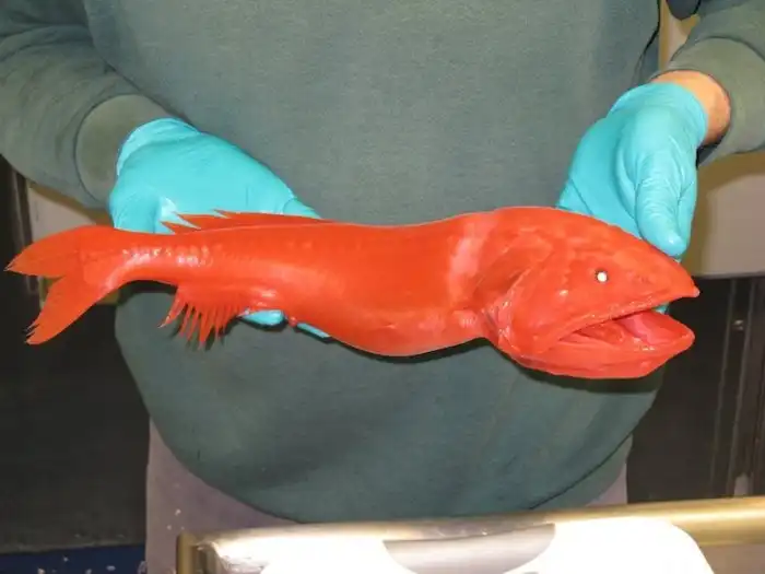 Китовидка: 3 разных рыбы, ставшие одной рыбой. «Безумие для биолога» из тёмных глубин океана