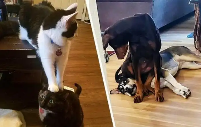 Один питомец хорошо, а два — еще лучше