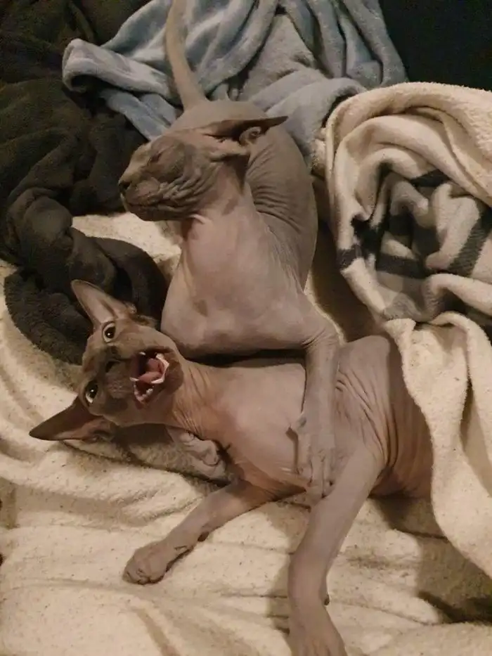 Один питомец хорошо, а два — еще лучше