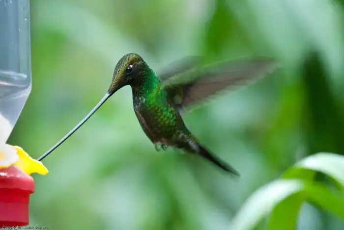 Колибри-мечеклюв: На 50% состоит из клюва. Крайне неудобный образ жизни, но даже здесь есть выгода!