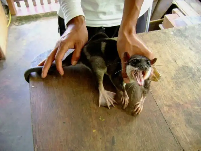 Водяной опоссум: Орущая крыса в ластах. Смешной зверь, который просто обязан стать мемом