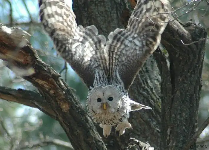 Длиннохвостая неясыть: Тяжёлые условия огрубили сердца огромных сов. Теперь они в ярости бросаются даже на людей