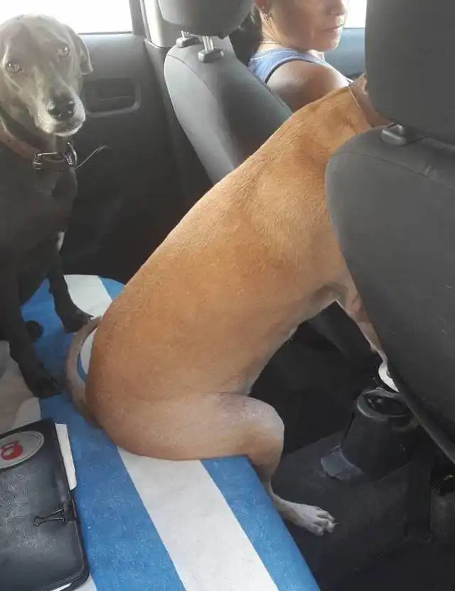 15 удивительных и забавных привычек домашних животных