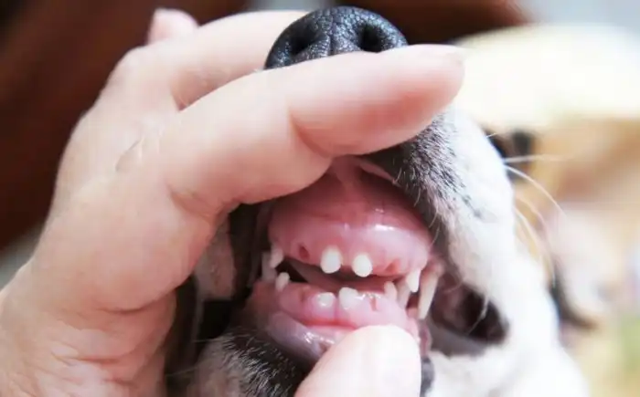 Молочные зубы животных: Как это устроено у собак, кошек, слонов и других зверей?