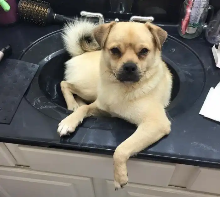 15 домашних животных, выбравших необычные места для отдыха