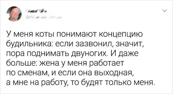 Подборка забавных твитов, которые особенно понравятся владельцам котов