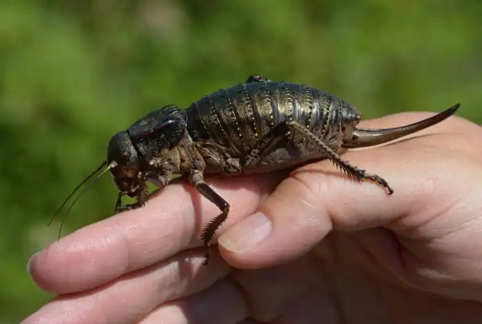 Толстун степной: Пухлый кузнечик из русских степей. Настолько толст, что разучился прыгать и летать