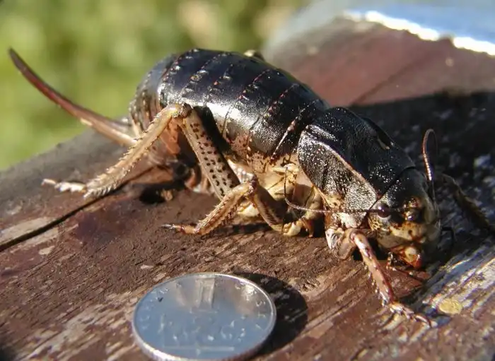 Толстун степной: Пухлый кузнечик из русских степей. Настолько толст, что разучился прыгать и летать