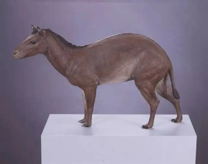 Эогипп: Конёк-горбунок? Какими были древнейшие лошади планеты?