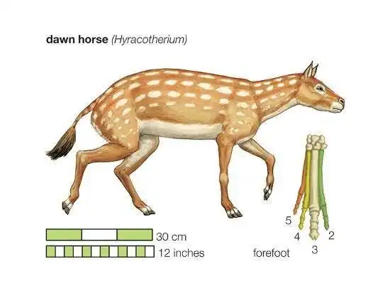 Эогипп: Конёк-горбунок? Какими были древнейшие лошади планеты?
