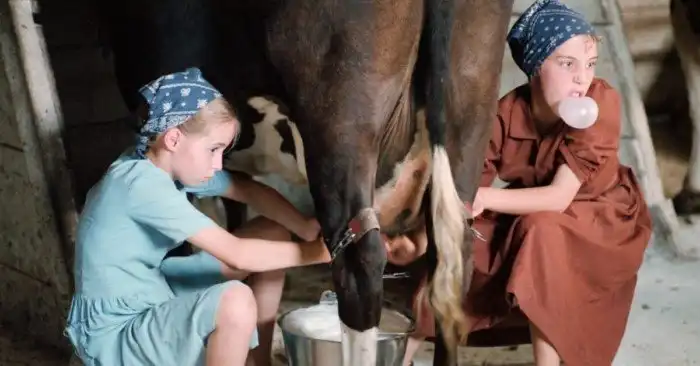 Тайная жизнь амишей