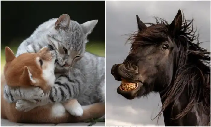 Уморительные фото животных с конкурса Comedy Pet Photo Awards 2021