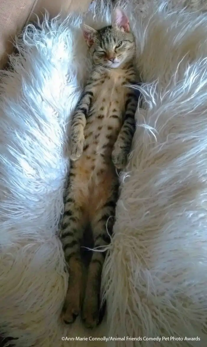 Уморительные фото животных с конкурса Comedy Pet Photo Awards 2021