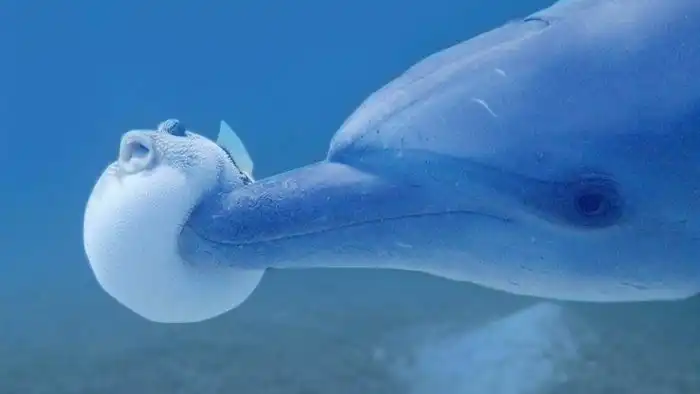 Каким образом животные используют психотропные яды в повседневной жизни?