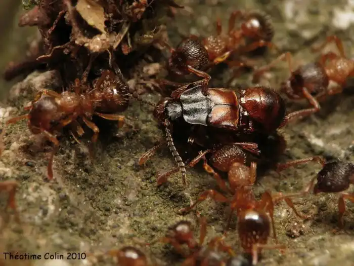 Каким образом животные используют психотропные яды в повседневной жизни?