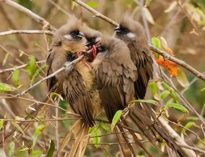Птица-мышь: Выглядит как мышь, ведёт себя как мышь и доводит до нервной трясучки фермеров, как мышь