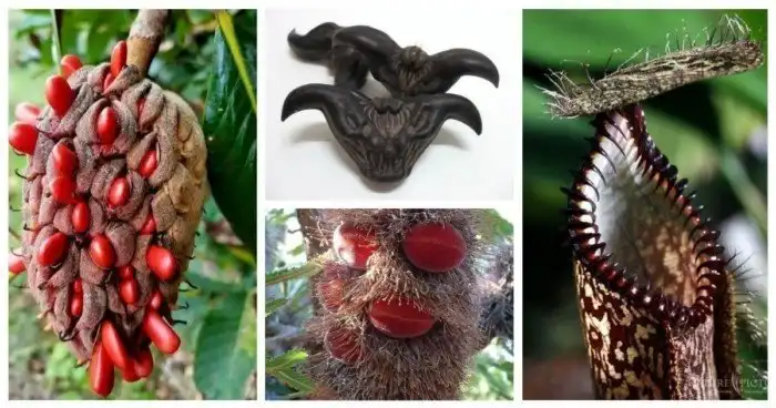 Чувствительным вход воспрещен: 25 обычных растений, которые выглядят мерзко