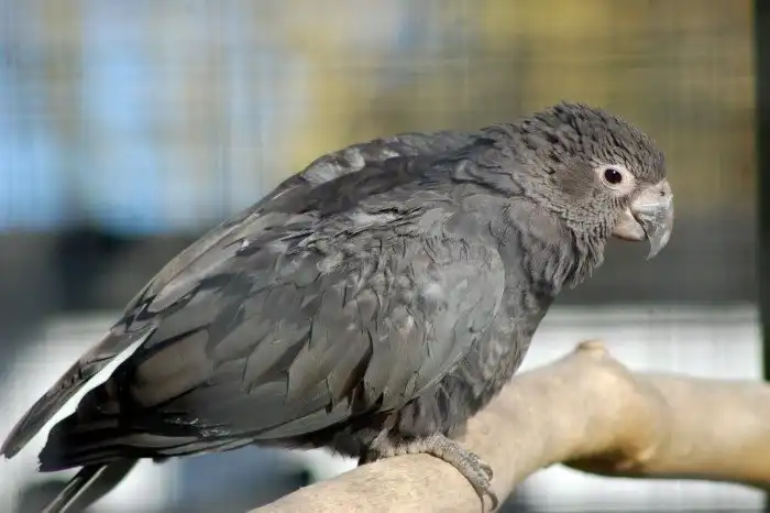 Большой попугай-ваза: В брачный период самки становятся уродливыми, лысыми и держат самцов-рабов, а так хороший умный попугай