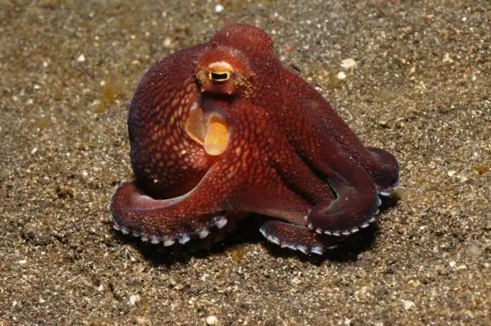 Если человечество исчезнет, какие животные смогут занять наше место? Мысленный эксперимент