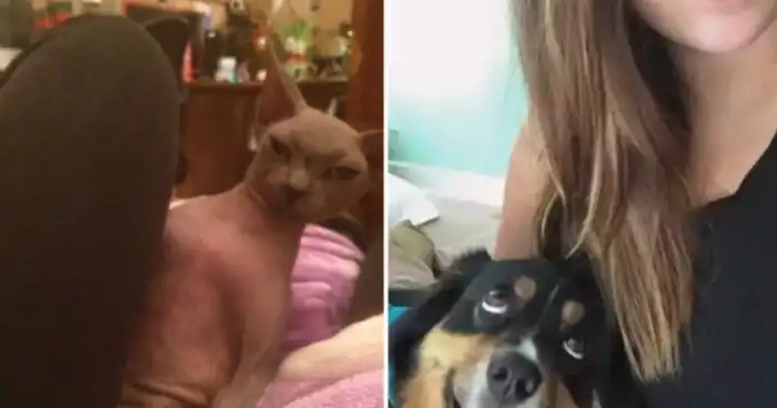 15 забавных любимцев, которым надоело быть хорошими ребятами